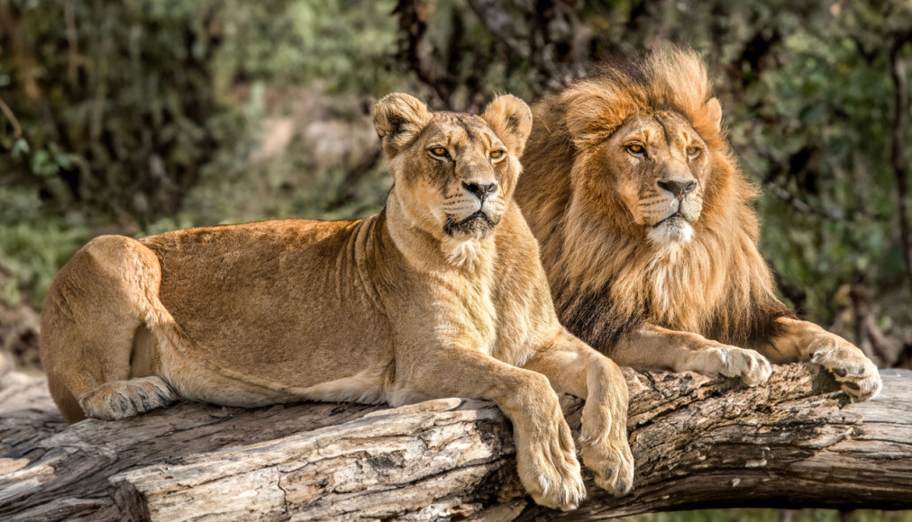 Controverse dans un zoo indien sur fond de tensions entre l&#039;islam et l&#039;hindouisme / ©iStock