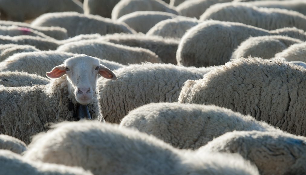 Dans l&#039;Ancien Testament, le sacrifice est synonyme de fête. Image d&#039;illustration. © iStock/angelsimon / Dans l&#039;Ancien Testament, le sacrifice est synonyme de fête. Image d&#039;illustration. © iStock/angelsimon