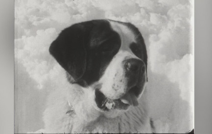 Les saint-bernard, ces éternels sauveurs / ©RTSreligion